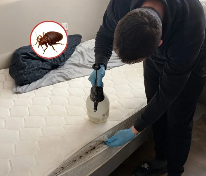 Technicien traitant un matelas contre les punaises de lit à Bièvres